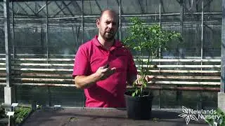 EP79 - How to prepare your Chilli plants for the Winter #5minutefriday