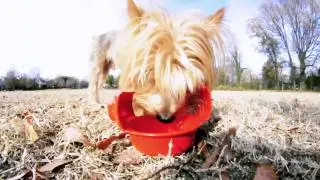 Ruff_Bowl.mov