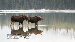 Challenge de femelle orignal