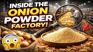 Inside a Giant Onion Processing Factory &ndash; Full Process of How Premium Onion Powder Is Made