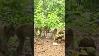 Monkey video  Prank monkey #funny #monkey #monkeyvideo #animals #funnyanimal #monkeyshow #animals