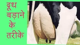 गाय भैंस का दुध बड़ाने का अासान तरीका increase cow milk with easy method