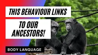 How We Seduce Like ANIMALS Grooming & Preening Body Language