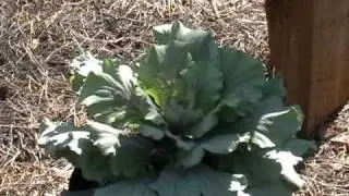 Winter Garden with Cabbages 1 of 2