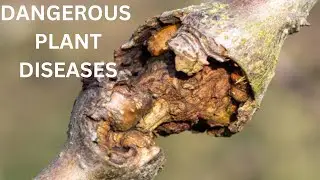 Protect Your Trees: Recognizing 15 Common Diseases