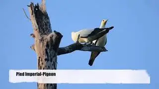 Birds in South Andaman and Great Nicobar (Islands), INDIA