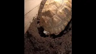 Unglaublicher Moment : Eiablage unserer Riesenschildkröte - Sulcata Geochelone - Spornschildkröte