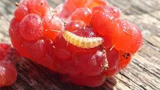Raspberry Fruitworms - Raspberry beetle - or? - Spotted wing drosophila - Hindiberjalirfa - Meind&yacute;r