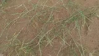 Rustling Beauty: Lyme Grass at Sandscale Haws