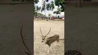 Beautiful deer at Ross Island Andaman