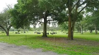 Richard Mabey Presents The Country Roads of Oxford, Florida