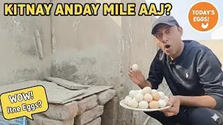 &ldquo;Aaj Ka Ando Ka Shikar | Daily Egg Collection Mere Mini Zoo Se&rdquo;