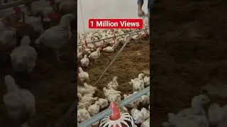 raking in Poultry farm to keep litter dry and clean,#raking #poultryfarm #litter #clean #dry #shorts