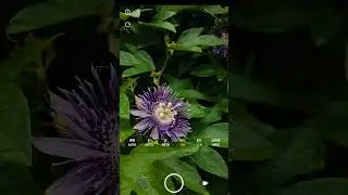 pro mode setting jast your phone🤫 @tecnothought #shorts