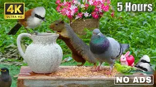 Cat and Dog TV 4K 😺 Bird Friends🐦Calming Pets with Garden Birds, Squirrels, Pigeons