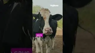 This Cell-Cultured Milk Yogurt Proves We Don't Need Animals to Make Dairy