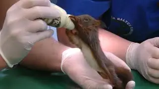 Adorable Orphaned Baby Squirrels Get Some TLC