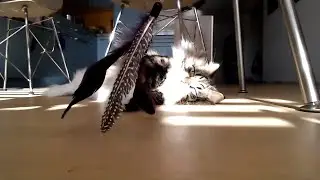 Live: Siberian cats playing with their favourite toy