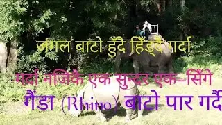 Rhino Roaming in Baghmara Jungle | Elephant Ride Adventure | Chitwan Nepal