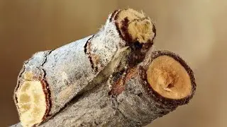 Prepare to Be Amazed| buff-tip moths Shocking Information|