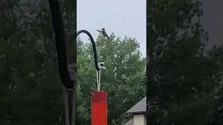 they are so fast #hummingbirds #backyards
