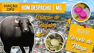 Bom Despacho/MG: A Viação Cipó te conta TUDO sobre a cidade!