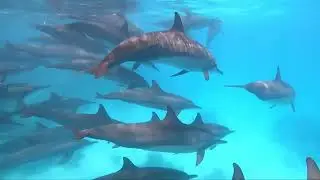 Maldives Underwater World#beautiful#relaxing#amazing 