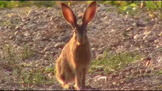 Зайчик на солнце (заяц русак) || Hare in the sun (Lepus europaeus)