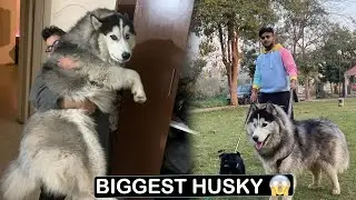 Biggest Husky in india?| Pulkit vamp