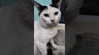 Nor Selalu Setia Menemani Abin 🐱 💞 | Loyal Cat Story 😻 #shorts #kucing #cat