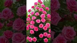 Chhaya Hai Kohra Kaha Jayega ll Beautiful🌷Flower #Garden #nature #Shortsviral #video