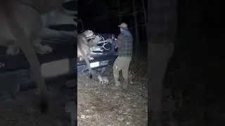 Puma le arrebata su presa a un cazador en las Monta&ntilde;as de California, Estados Unidos!