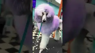 Adorable creative dog design using OPAWZ Airbrush and Temp-ink!