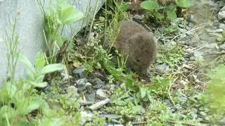 A Vole Has A Meal
