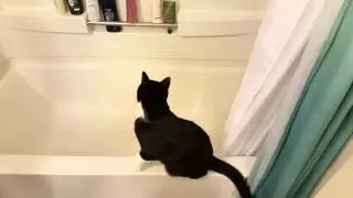 Cat VS Shower