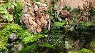 3 Hours Waterfall with fire-bellied toad (Bombina orientalis) & 432 hz Relaxing Music - NO LOOP!