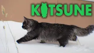 Siberian Cats Playing in Snow - Snow Much Fun!