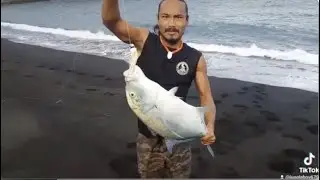 P2 Black Jack Caught On Foot II (Pagan Island 2021)