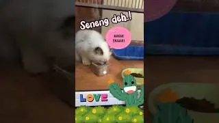 MASALAH KUCING🐱. #anakanak #kucing #cat #belajarmasak #makanankucing #catlover #anabul #shorts