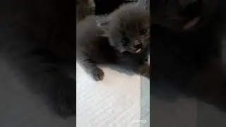 Kucing boss cat house medan