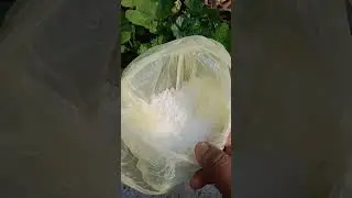শীতের গাছ গুলিতে পর্যাপ্ত ফুল পেতে কিভাবে পরিচর্যা করা উচিত কি খাবার দেওয়া উচিত ।12 December 2025