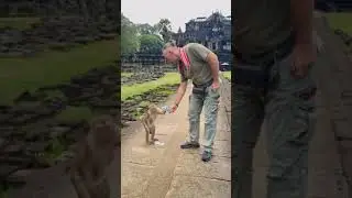 Не проходите мимо 😂 #zoo #animals #monkey #обезьяна #ангкорват #ангкор #shorts