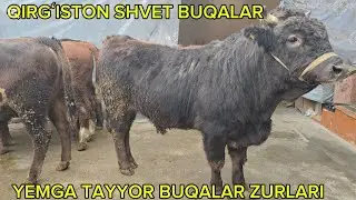 ARZONCHI AXMADILLO QIRĜISTON SHVET BUQALAR YEMGA TAYYOR NARXLARDI OʻTAYAM ARZON QIVARDI 