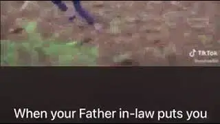 cows pulled the owner during plough