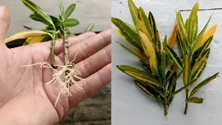 Croton plant propagation | How to propagate croton plants | croton cutting propagation