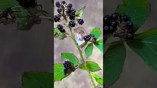 cute harvest mouse eating BlackBerry 🐰🍇# comment #like # subscribe # nitin joshi