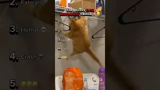 Top 5 Funniest Cats Destroying Everything 🐱💥🤣