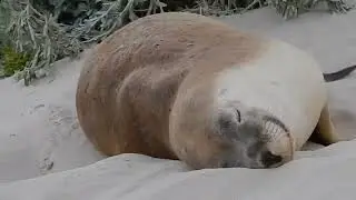 Adorable Seal sleeping on the sand