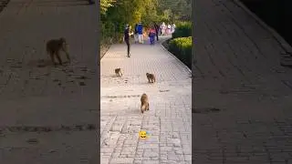 Daman e koh view point | monkeys 🐒 #viralvideo #youtube #dance #music #nature #monkey #funny