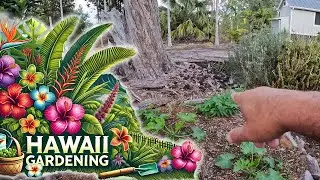Exploring Our Garden in Ocean View Hawaii - The Drought Continues